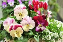 【真冬の寄せ植えガーデニング】玄関先をオシャレに飾る「冬の寄せ植え」組み合わせのよい草花を紹介