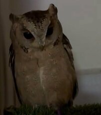 お部屋に戻りたくないフクロウさん　羽角を立たせて警戒するも、最終的にはおりこうさんな行動に思わずほっこり