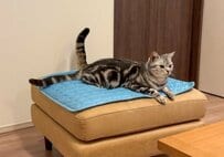 「これが噂の猫又か」「凄い」尻尾が2本ある猫の正体が可愛い