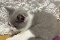 かわいい子猫が「狙っていた獲物」に思わず目を疑う　あざとすぎる姿に「天性」「永遠に見てられる」
