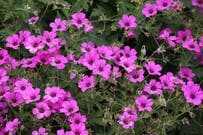 庭に馴染めば【植えっぱなしでも毎年花咲く】野趣あふれる宿根草3選。春から先のナチュラルガーデンにおすすめ