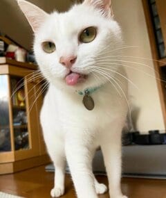 「すんごいネジリ」の猫ちゃん…まさかの形に「素晴らしい躍動感」の声