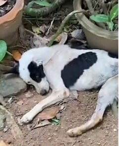 痛々しい姿で発見された犬→つらい治療を乗り越えた先で手に入れた家族との幸せな日常