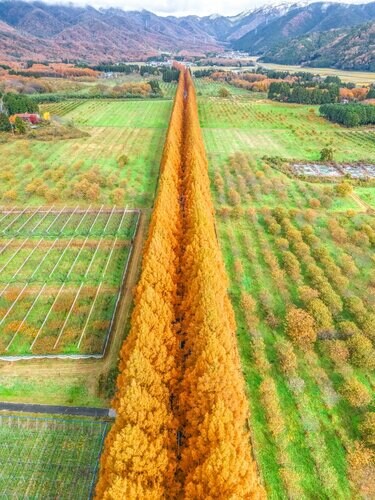 滋賀県】メタセコイア並木を意外なアングルで撮影！1万いいねを
