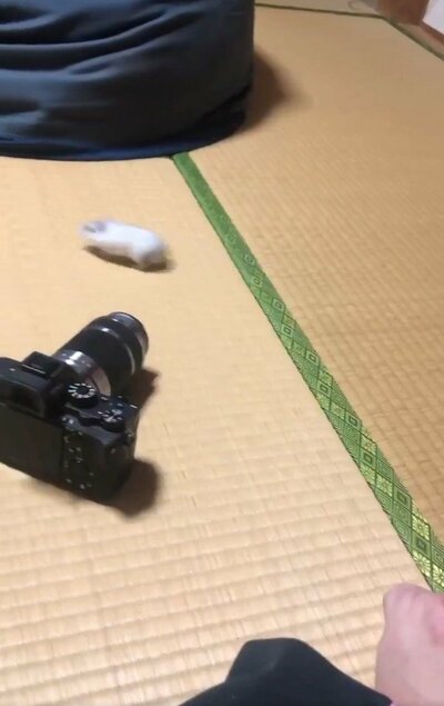 投稿の画像