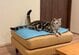 「これが噂の猫又か」「凄い」尻尾が2本ある猫の正体が可愛い