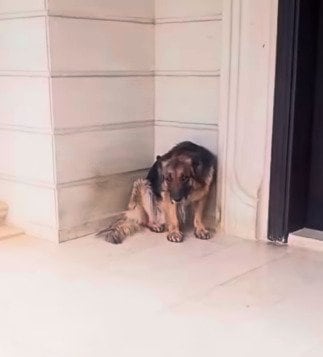 「戦争」で家に取り残された犬を救出 数か月間飼い主を待ち続けた末に再会を果たし、無事に自宅へ