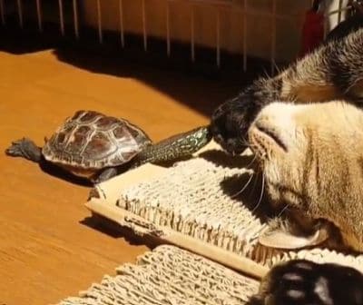 出所：@Mh0MLiErcV8E97C