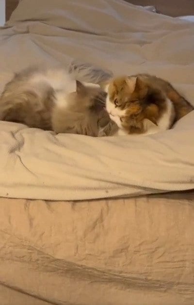 【ほのぼの動画…かと思いきや？！】仲良し猫ちゃん兄妹→唐突な展開に爆笑必至