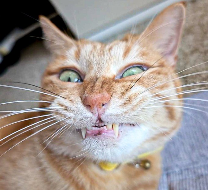 出所：＠purinlala