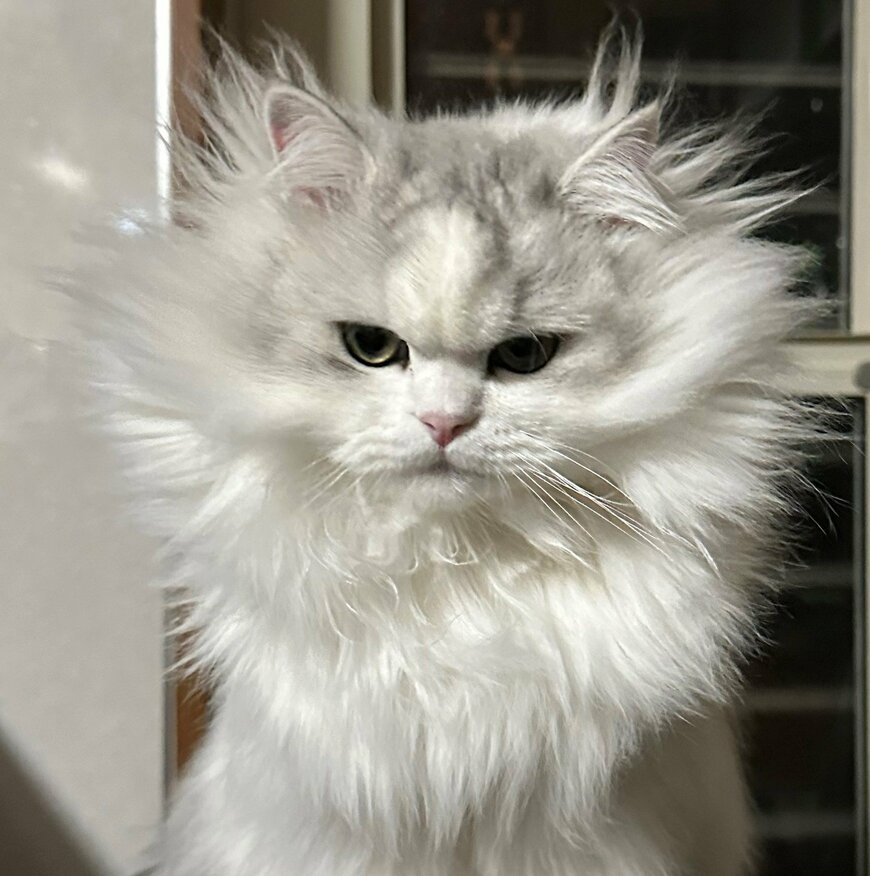 出所：@NEKOLAND13