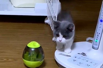 やんのかステップで威嚇する子猫「飛ばしてきたもの」が可愛すぎてX民悶絶！