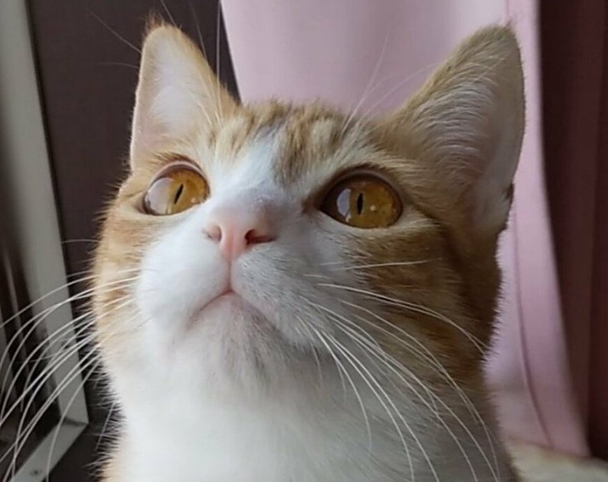 出所：@mero627puri914