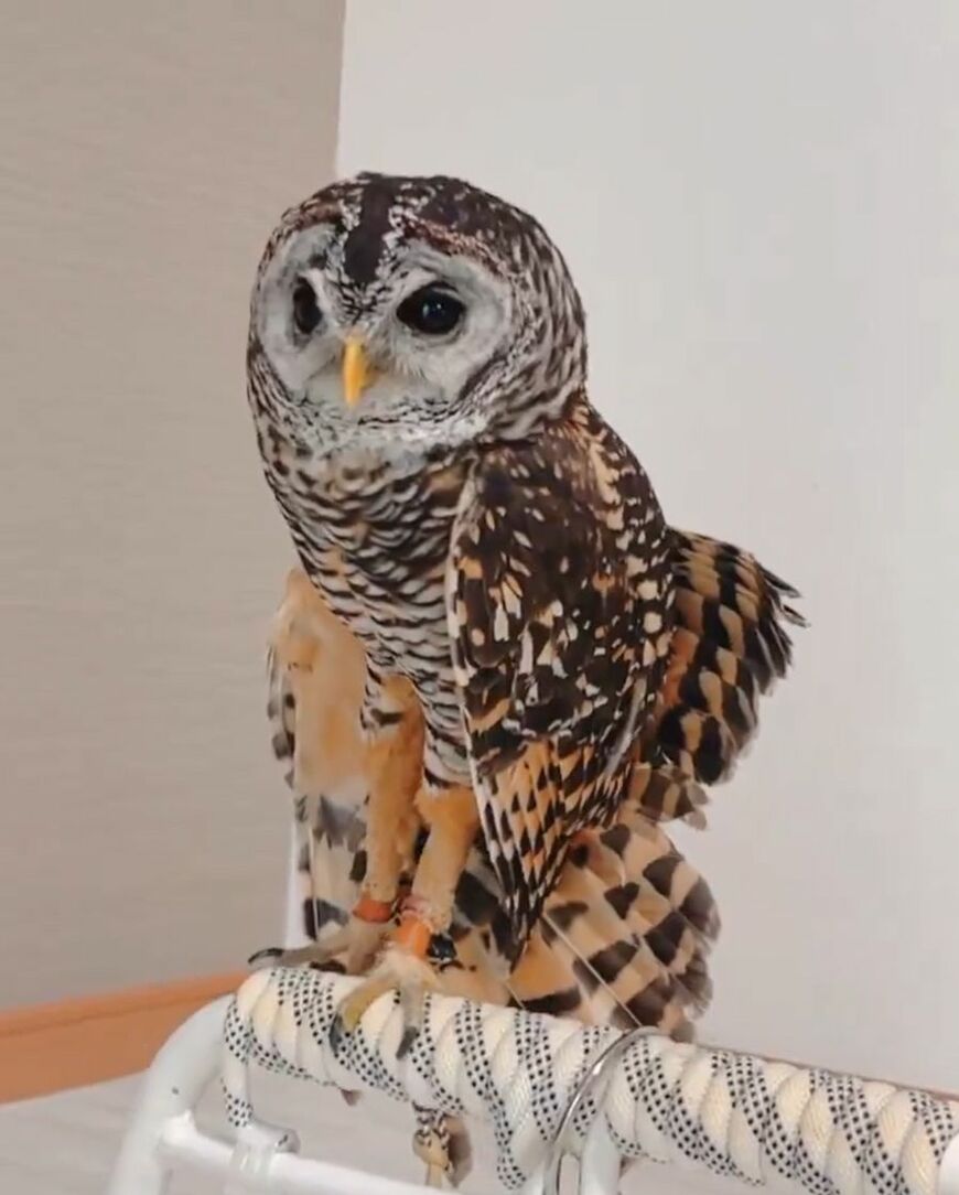 出所：@kanata_akas