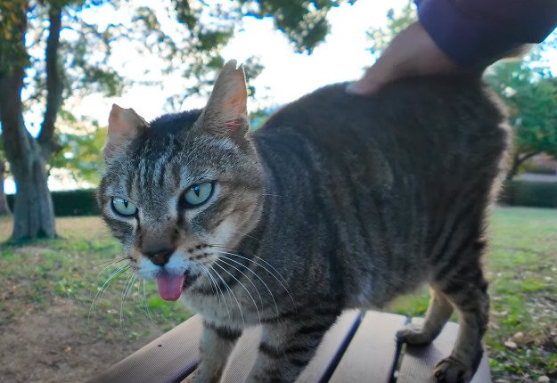 出所：@ImpressedCatVideo