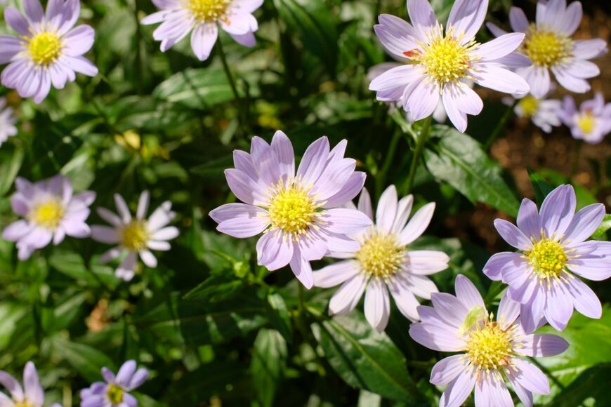 shepherdsatellite/shutterstock.com