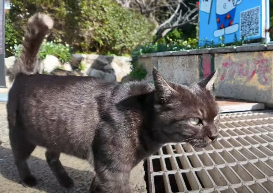 出所：@ImpressedCatVideo