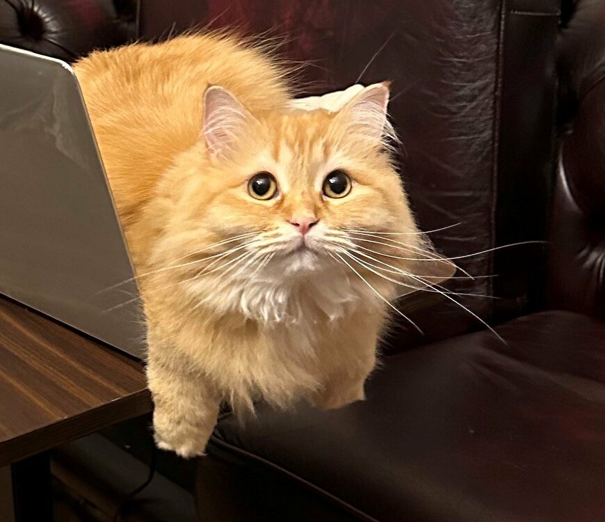 出所：@NEKOLAND13