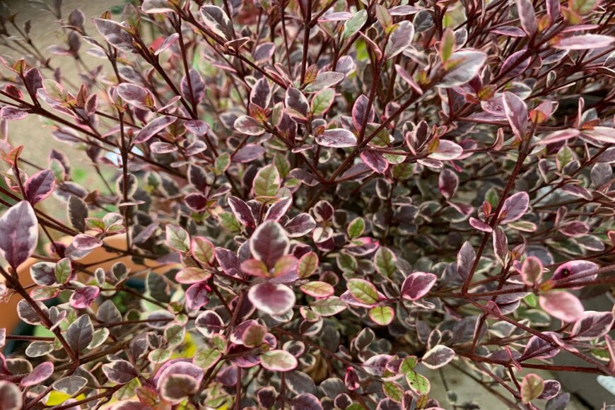 Joe Kuis/shutterstock.com