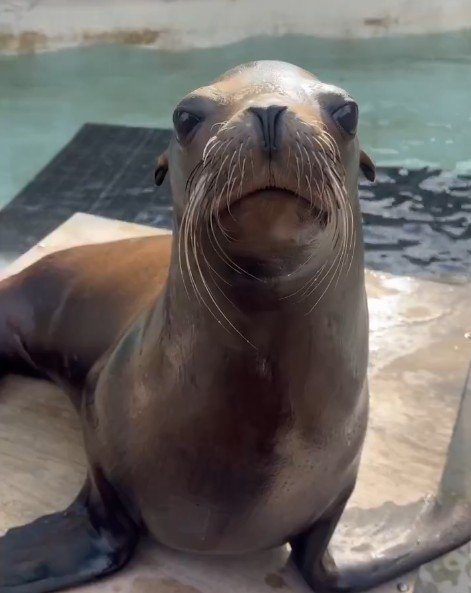 【動物園】アシカがごはんの前に行うルーティンが謎過ぎる「急に飛んできますので、ご自愛ください」（兵庫県）