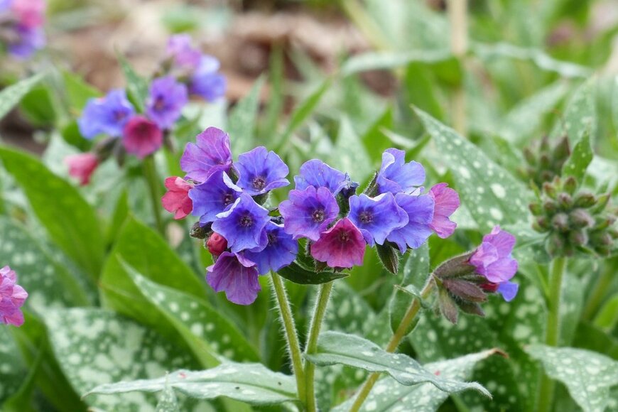 Lflorot/shutterstock.com