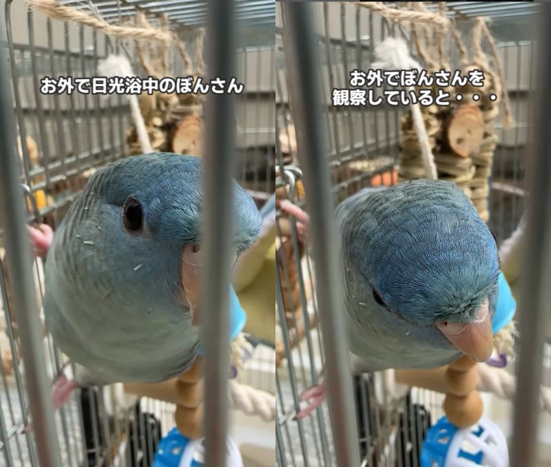 出所：@daiinkoteikoku_soraoto