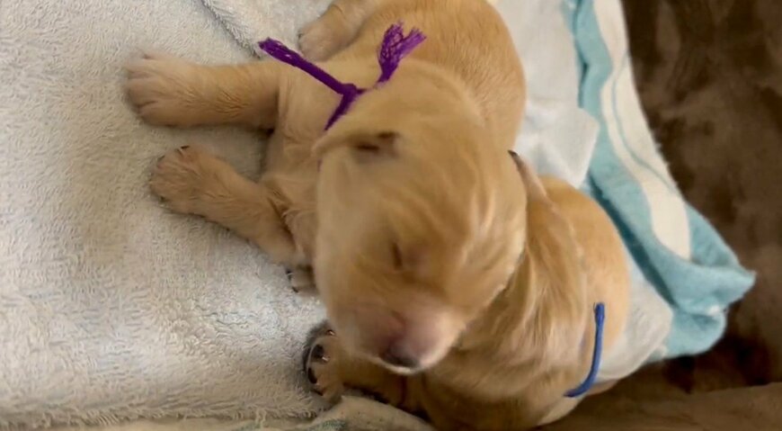 出所：@pu_channeldesu