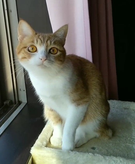 出所：@mero627puri914