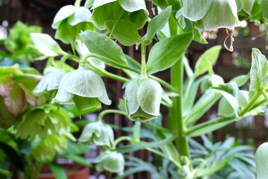 「うちの庭に植えてよかった」ほぼ植えっぱなしで毎年咲く！日なた＆半日陰で育つ〈ローメンテな多年草・球根〉5選。約20年かけてつくった庭で咲く花から厳選