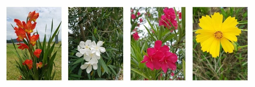 瀬戸内の島に咲く色とりどりの花