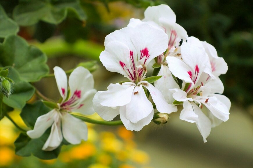 RobertsGalleries/istockphoto.com