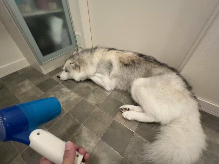 出所：@Livewithhusky