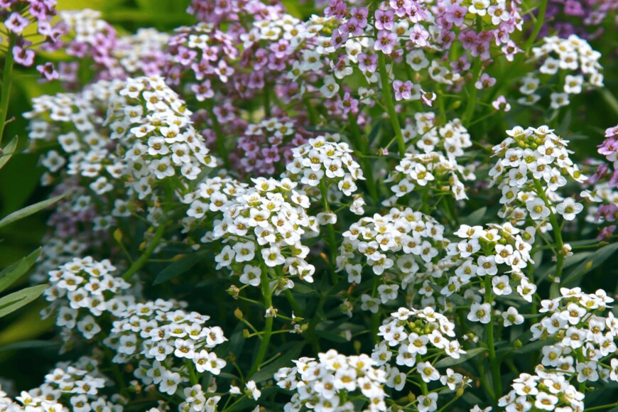 Tatiana Belova/istockphoto.com