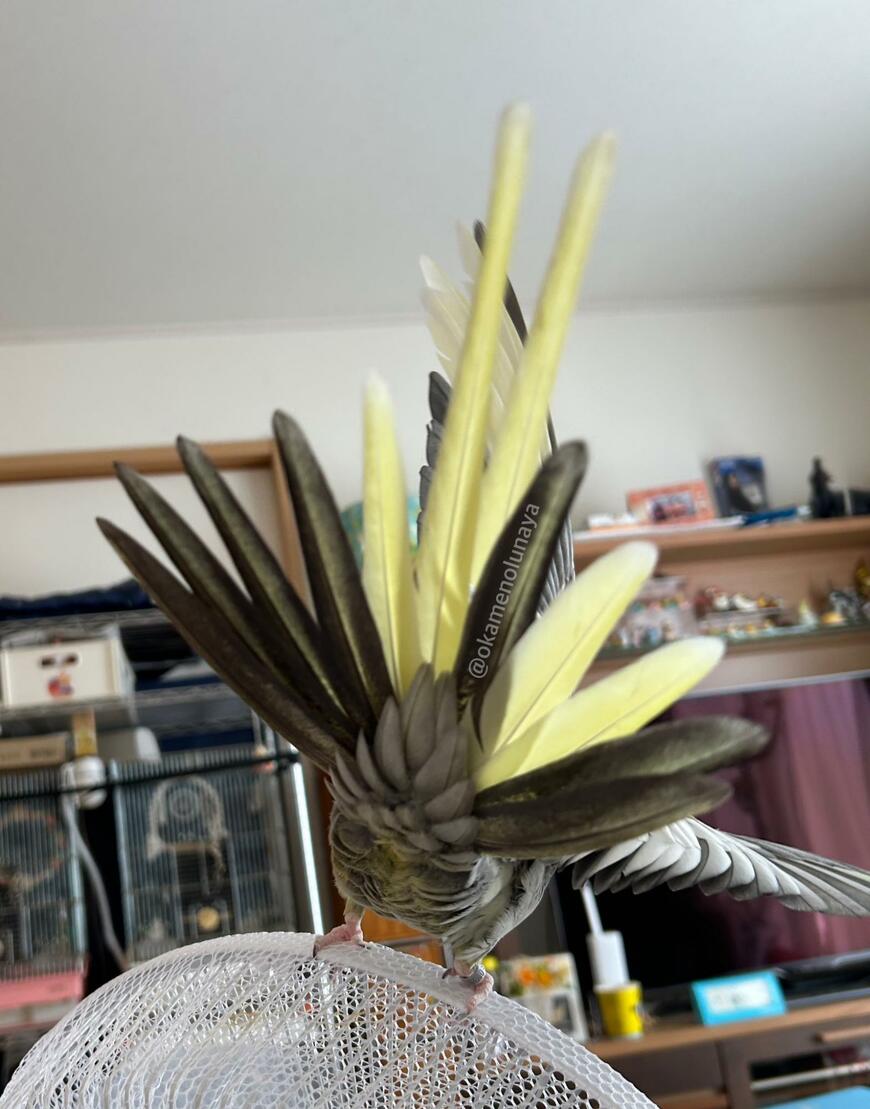 出所：@okamenolunaya