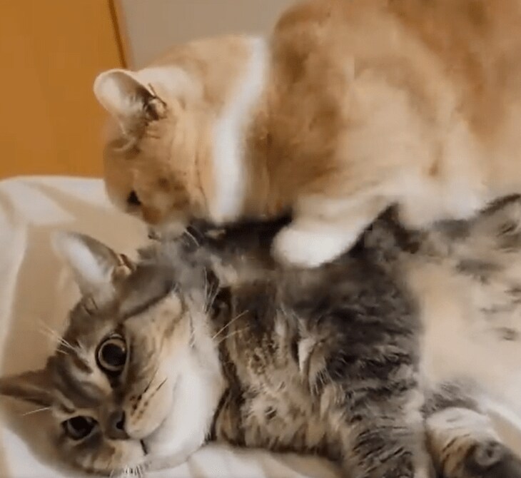 出所：@nekotansoku