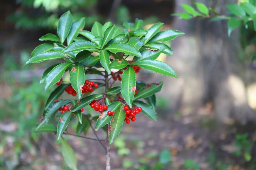 Koyama Akiko/istockphoto.com