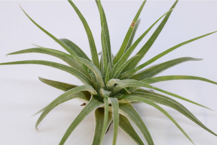 RECEP_OZTURK/Shutterstock.com