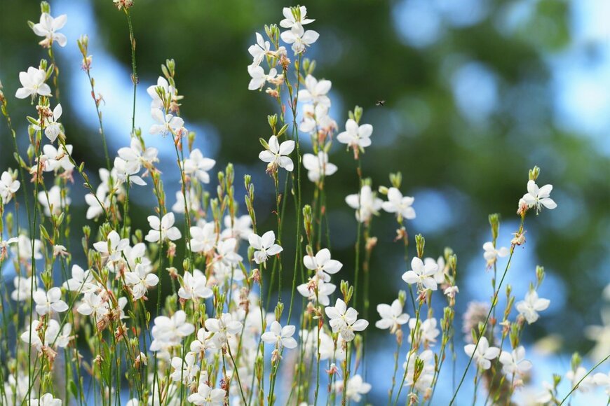 【多年草ガーデニング】夏ガーデンが涼やかになる！ホワイトの花が咲くオシャレな多年草7選