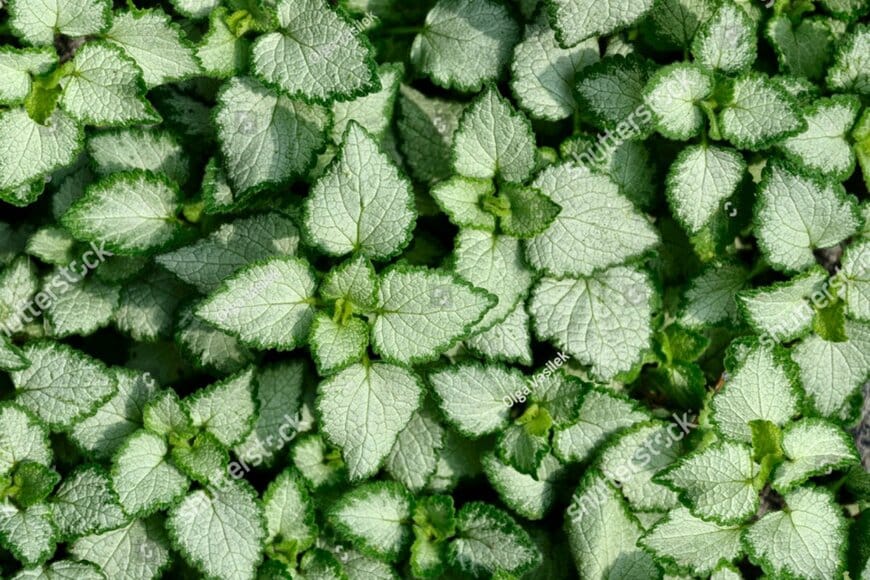 ラミウム　Olga Vasilek/shutterstock.com