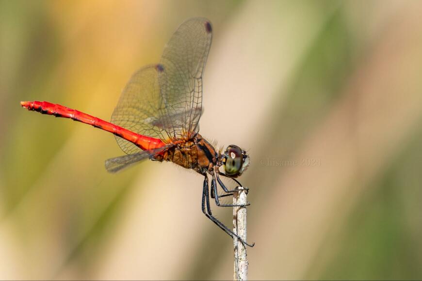 出所：@hisame_ecology