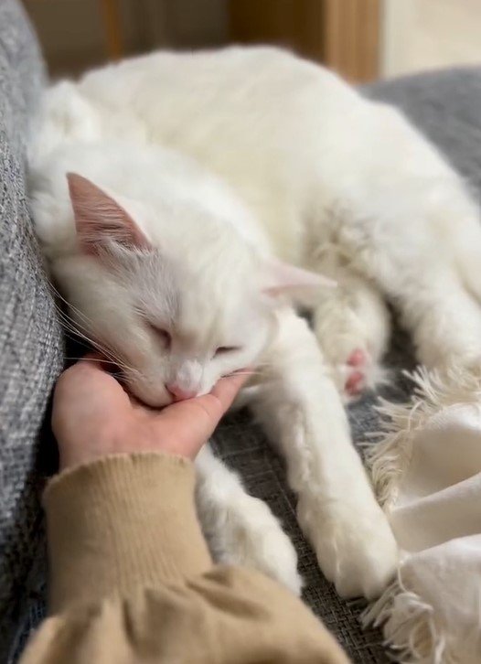 出所：@meltube_cat