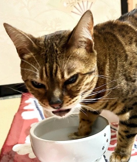 出所：@Beercat_Ana_Dar