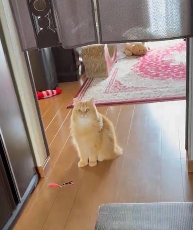 出所：@NEKOLAND13