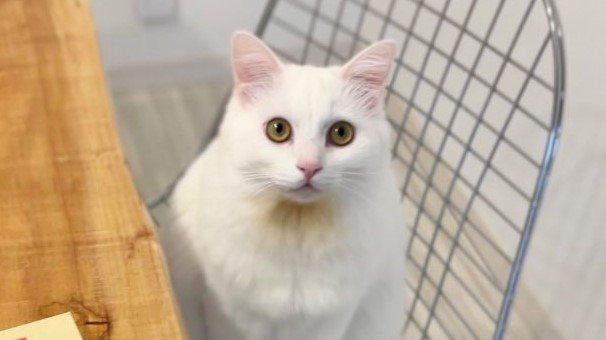 出所：@meltube_cat