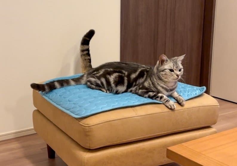 「これが噂の猫又か」「凄い」尻尾が2本ある猫の正体が可愛い