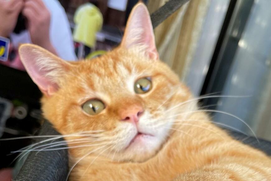 出所：@Beercat_Ana_Dar