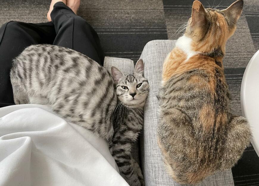 出所：@totomaru_hanmi