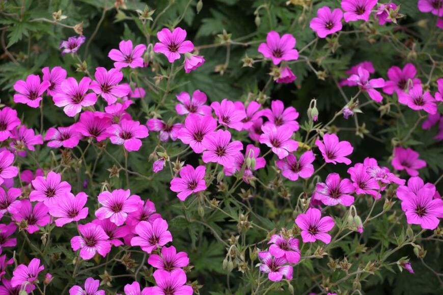 庭に馴染めば【植えっぱなしでも毎年花咲く】野趣あふれる宿根草3選。春から先のナチュラルガーデンにおすすめ
