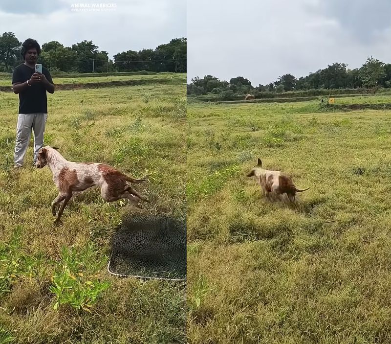 救出され、元気に走り出す犬