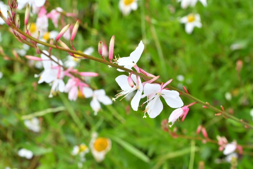 白いガウラの花